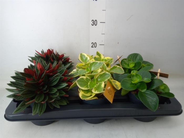 <h4>Peperomia   ...mix</h4>