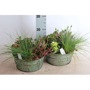 ARR GARDEN ZINC GREEN X1