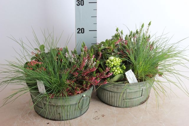 <h4>ARR GARDEN ZINC GREEN X1</h4>