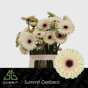Gerbera Eclair Lang Ongelijk 60cm Water X40 Lang