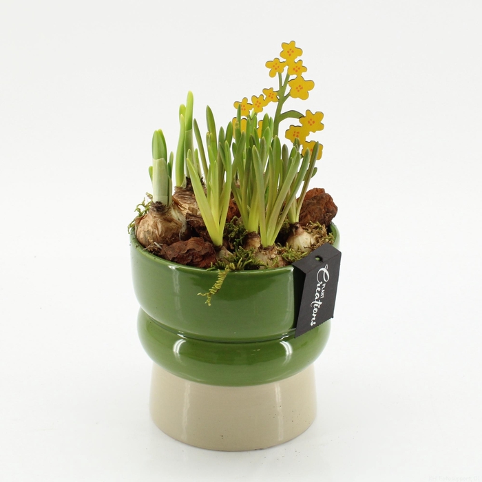 <h4>BLCR-2640 Bulbs creations</h4>