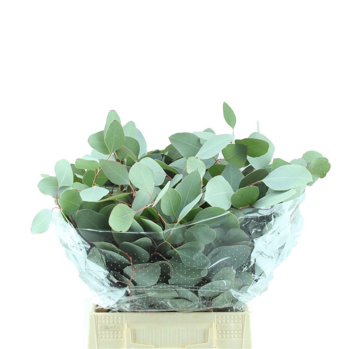 <h4>EUCALYPTUS POPULUS SHORT EUCA</h4>