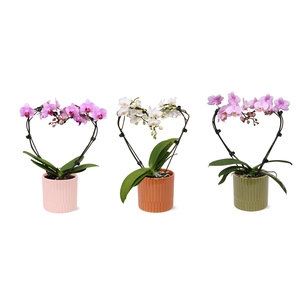 Phal. Multi vorm mix 