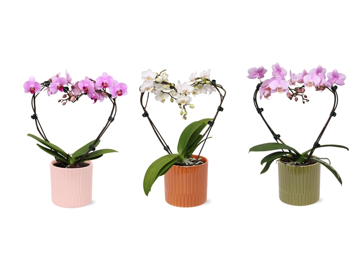 <h4>Phal. Multi vorm mix "Blossoming Heart" in keramiek BGC056</h4>