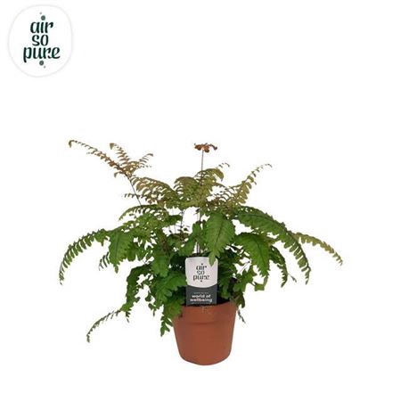 <h4>Adiantum Roseum</h4>