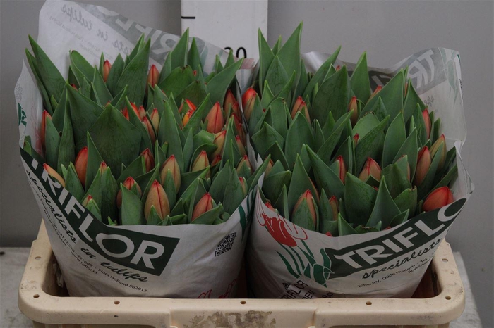 <h4>Tu En Ad Rem</h4>