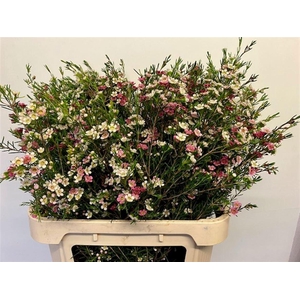 CHAME UN MY SWEET 16