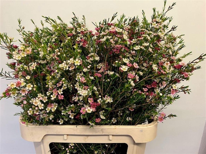 <h4>CHAME UN MY SWEET 16</h4>