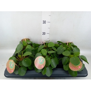 Pilea peperomioides