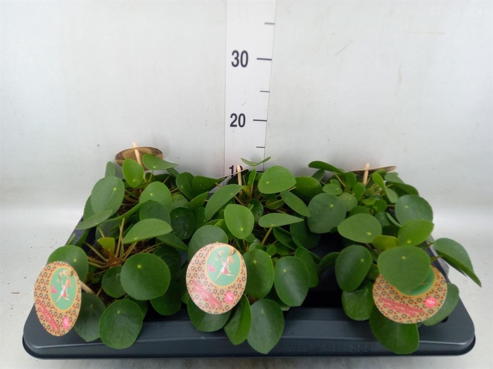 <h4>Pilea peperomioides</h4>
