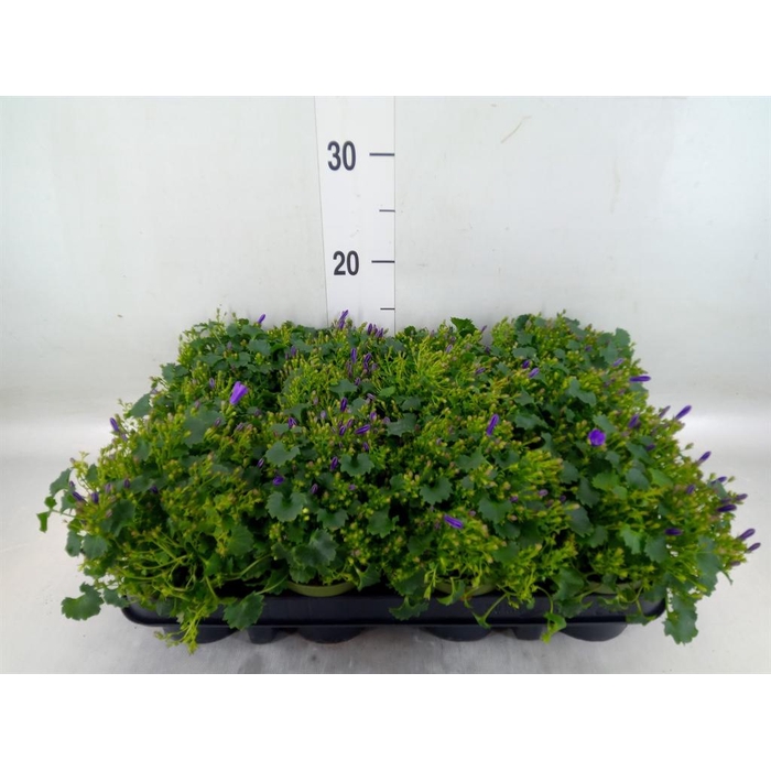 <h4>Campanula porten.</h4>