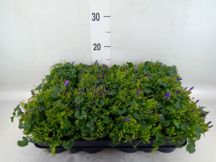 <h4>Campanula porten.</h4>