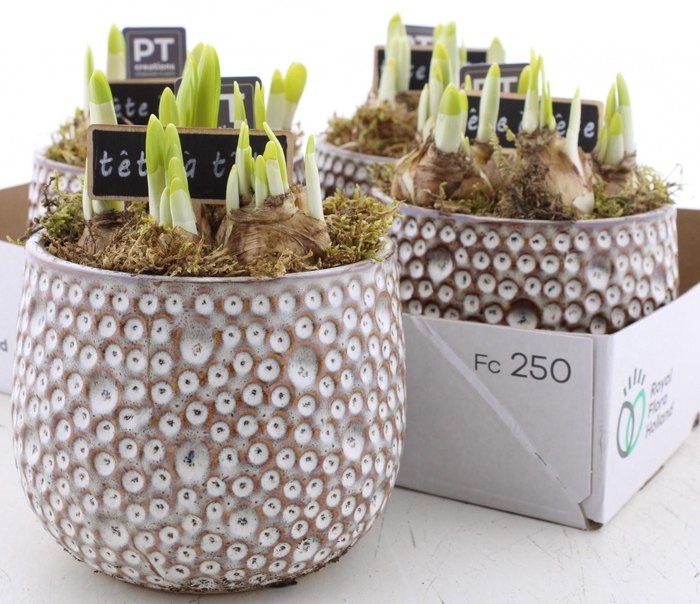 <h4>ARR N TETE A TETE</h4>