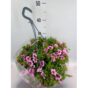 Hanging baskets