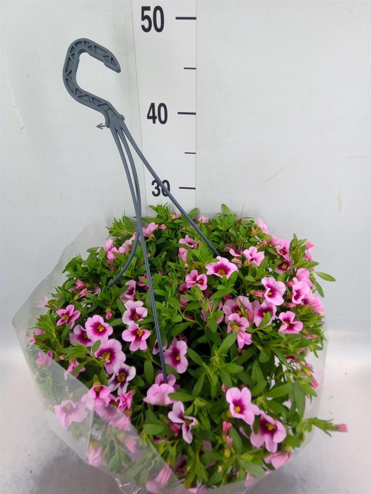 <h4>Hanging baskets</h4>