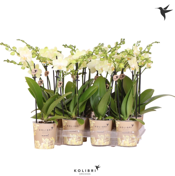 <h4>Kolibri Orchids Phalaenopsis Yellow 2 spike</h4>