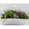 Planten Groen   ...mix  3