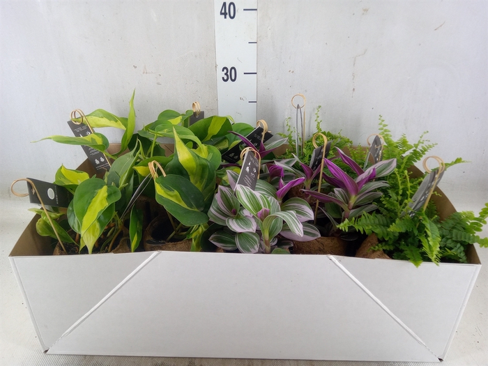 Planten Groen   ...mix  3