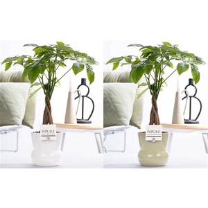 Pachira Aquatica in P&PURE Plant Vase Maxima ass. 2