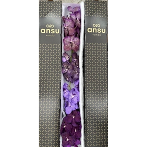 VANDA PURPLE MIX X4