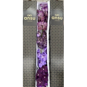 Vanda Purple mix x4