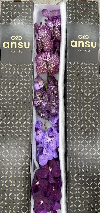 VANDA PURPLE MIX X4