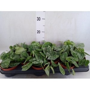 Scindapsus pictus 'Silvery Ann'