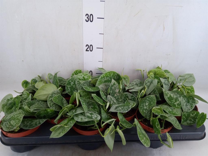 <h4>Scindapsus pictus 'Silvery Ann'</h4>