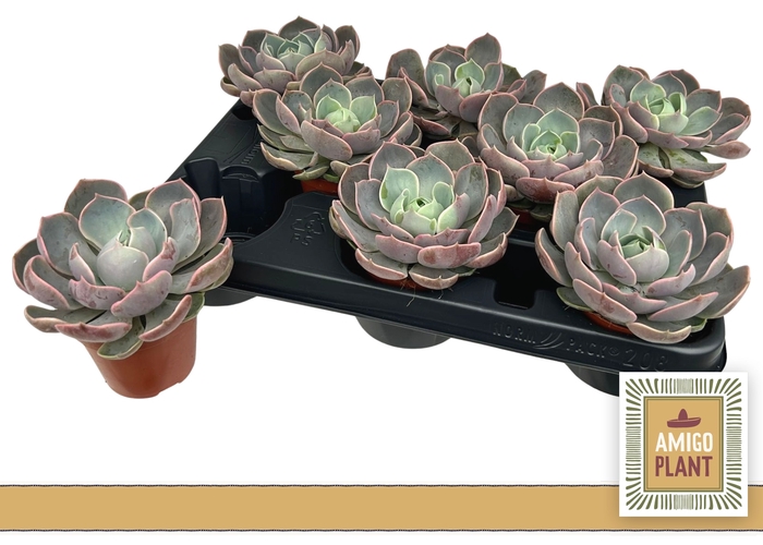 <h4>ECHEV LOTUS</h4>
