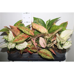 Aglao Gem 8 Srt Exclusief