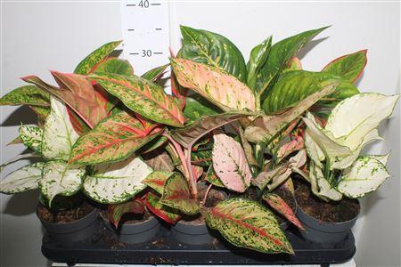 <h4>Aglao Gem 8 Srt Exclusief</h4>