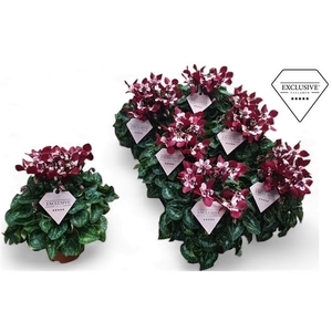 Cyclamen Exclusive® Djix Wijnrood