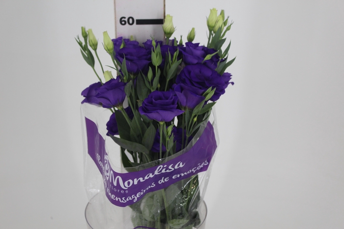 <h4>LISIANTHUS ROSITA III BLUE ROXO 060 CM</h4>