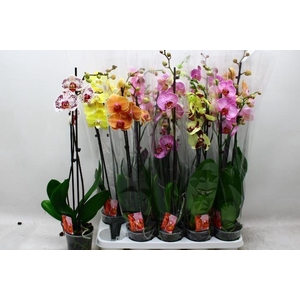 PHAL GEM 7 KL