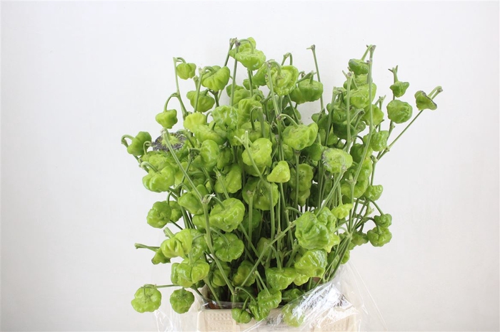 <h4>Pepers Campanella Groen P Bunch</h4>