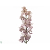 Cymbidium Summer Pink 60 cm X10