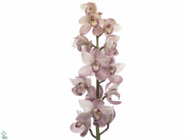 Cymbidium Summer Pink 60 cm X10