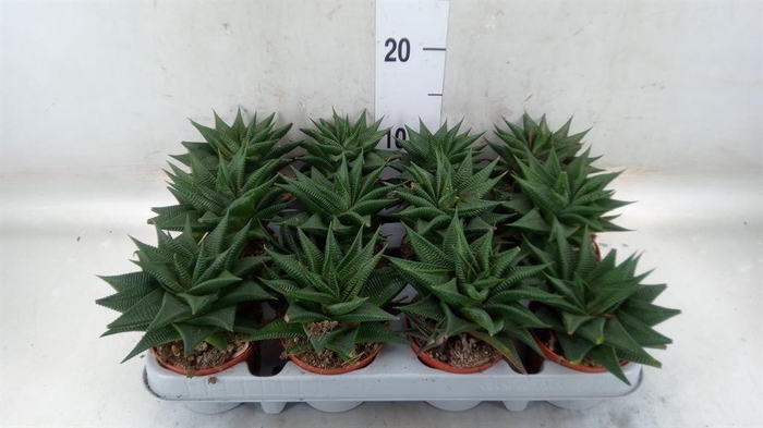<h4>Haworthia limifolia</h4>