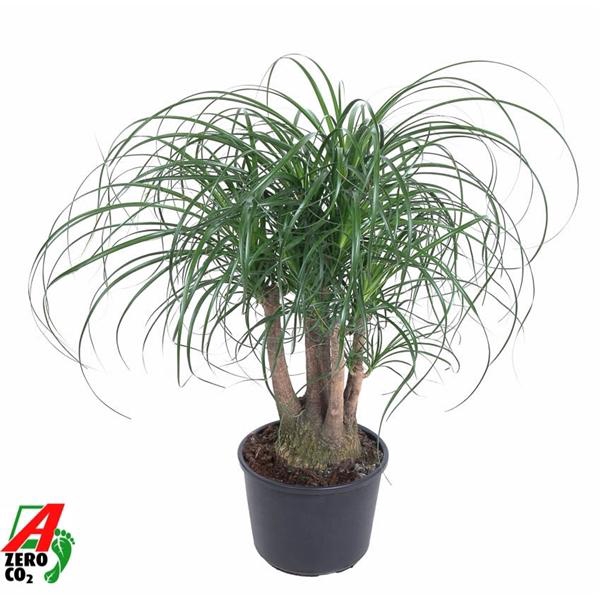 Beaucarnea vertakt P27 - 1,5ft
