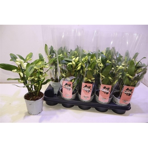 arr8 Dendr N Sc Apollon