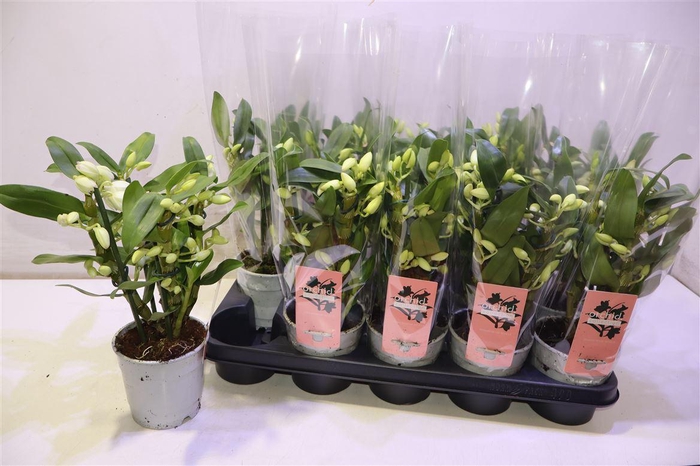 <h4>arr8 Dendr N Sc Apollon</h4>