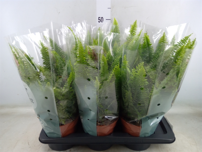 <h4>Nephrolepis exal. 'Green Lady'</h4>