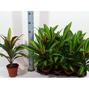 Cordyline frut. Kiwi