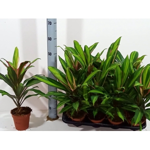 Cordyline frut. Kiwi