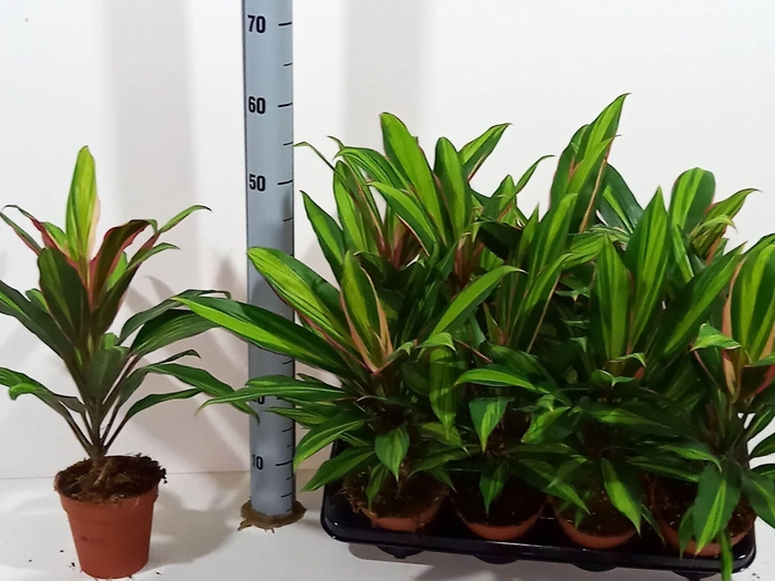 <h4>Cordyline frut. Kiwi</h4>