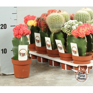 CACTUS GEM