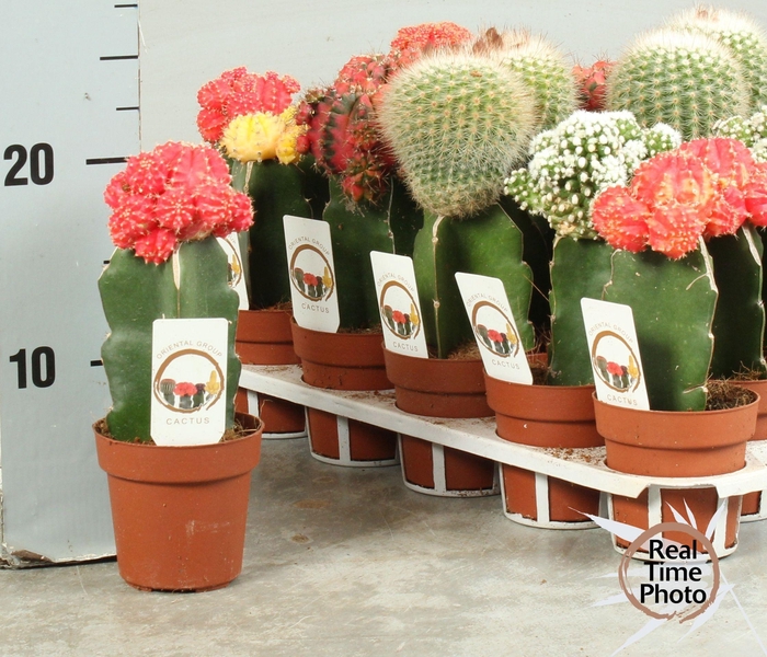 <h4>CACTUS GEM</h4>