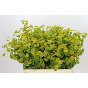 Bupleurum Griffithii