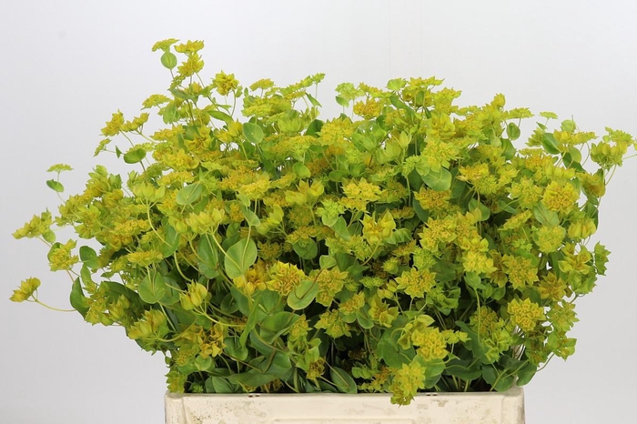 <h4>Bupleurum Griffithii</h4>
