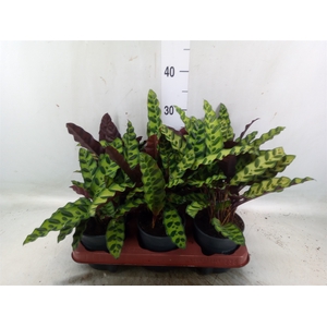 Calathea lancifolia